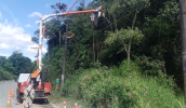 Secretaria de Meio Ambiente reforça manutenção de árvores com “Dia D de Poda” em Mogi