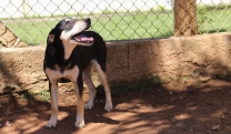 Bem Estar Animal realiza Evento de Adoção, neste domingo (13), em Cezar de Souza